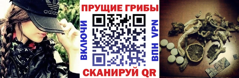 mega   где найти   Судак  Галлюциногенные грибы Cubensis 